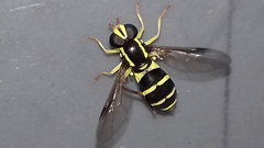 Xanthogramma stackelbergi