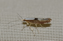 Argyresthia semifusca
