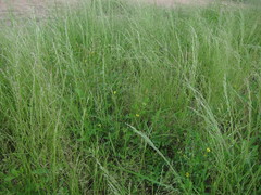 Eragrostis aethiopica