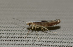 Argyresthia semifusca