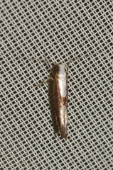 Argyresthia semifusca