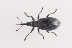 Stenopterapion meliloti