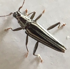 Navomorpha lineata