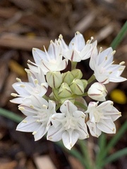 Allium amplectens