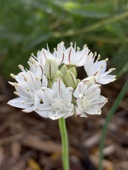 Allium amplectens