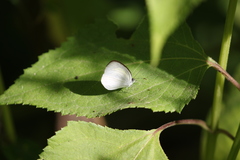Eurema daira