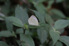 Eurema daira