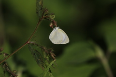 Eurema daira