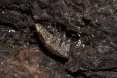 Chaetophiloscia elongata