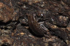 Chaetophiloscia elongata
