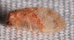 Megalomus carpenteri