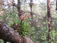Tillandsia standleyi