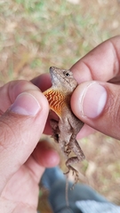 Anolis caceresae