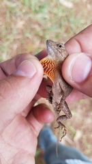 Anolis caceresae