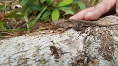 Anolis caceresae