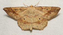 Euchlaena amoenaria