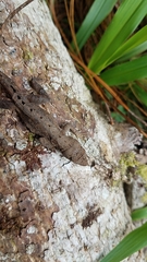 Anolis caceresae
