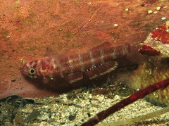 Gammogobius steinitzi