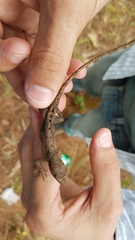 Anolis caceresae
