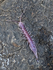 Lithobius peregrinus