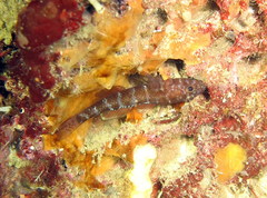 Gammogobius steinitzi
