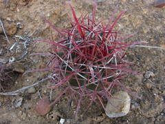 Ferocactus gracilis