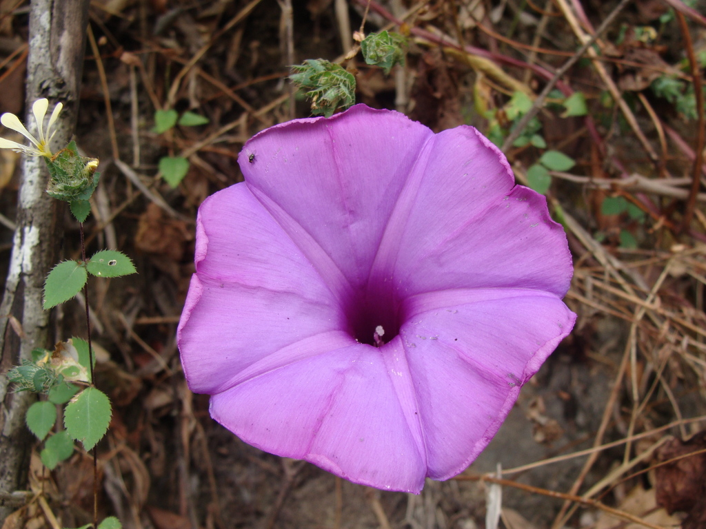 Campanilla