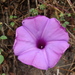 Ipomoea splendor-sylvae - Photo (c) Alexis López Hernández, some rights reserved (CC BY), uploaded by Alexis López Hernández