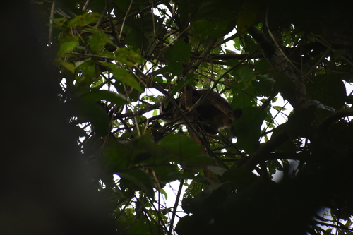 Spix's Night Monkey