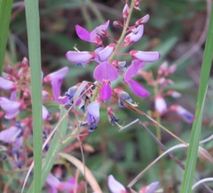Desmodium batocaulon