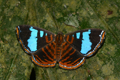 Argyrogrammana glaucopis
