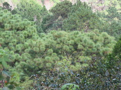 Pinus maximinoi
