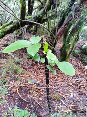 Raukaua simplex simplex