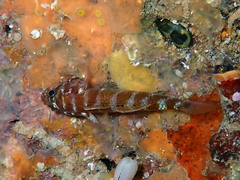 Gammogobius steinitzi