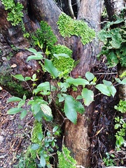 Raukaua simplex simplex