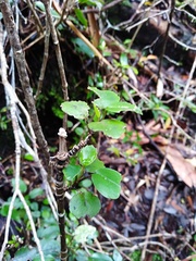 Raukaua simplex simplex