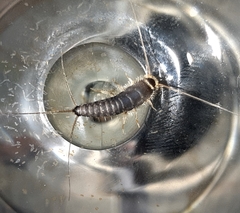 Ctenolepisma longicaudatum