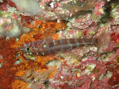 Gammogobius steinitzi