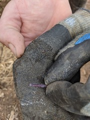 Lithobius peregrinus
