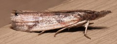 Peoria longipalpella