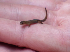 Sphaerodactylidae
