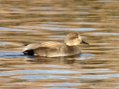 Mareca strepera