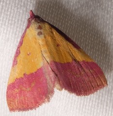 Phytometra rhodarialis