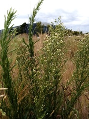 Erigeron floribundus