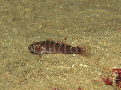 Gammogobius steinitzi