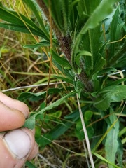 Erigeron floribundus