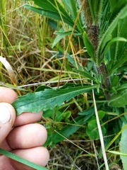 Erigeron floribundus