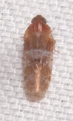 Catonia