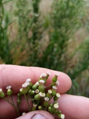 Erigeron floribundus