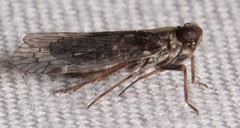 Melanoliarus placitus